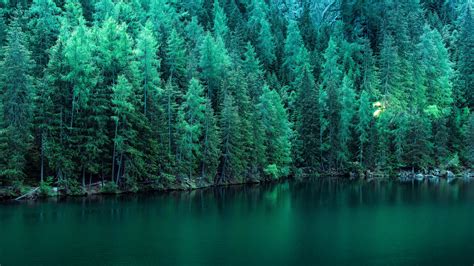 2560x1440 Pine Trees Along Lake 5k 1440P Resolution ,HD 4k Wallpapers ...