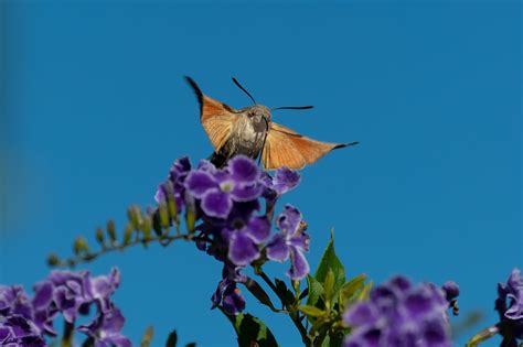 hummingbird hawk-moth Archives - Craig Rogers Photography