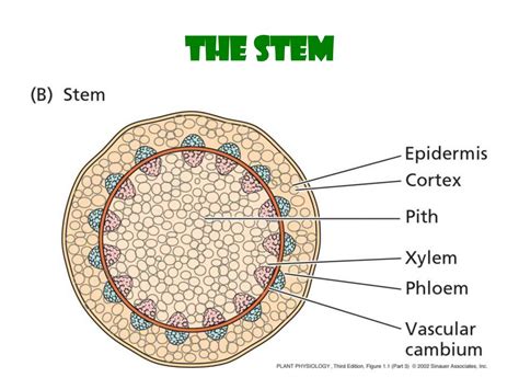 Plant Cells. Overview of Plant Structure - online presentation