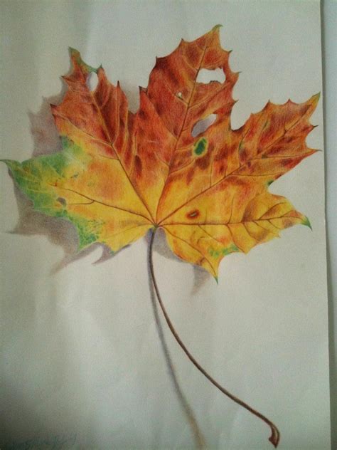 realistic leaf drawings - Google Search | Leaf drawing, Maple leaf tattoo, Drawings