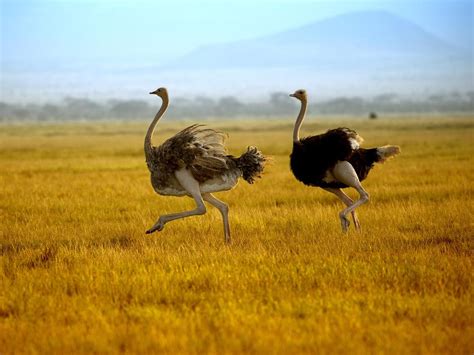 How Fast Can an Ostrich Run? (Everything Explained) | Birdfact