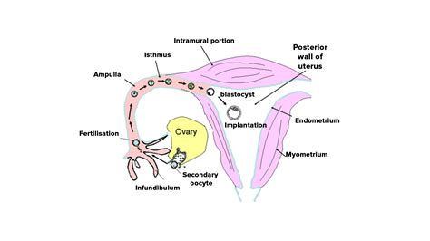 What are oviducts?