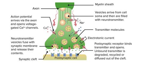 Synapses and Neurotransmission | Concise Medical Knowledge