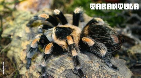 Tarantula – Laba-Laba Unik Berbulu yang Banyak Digemari | Portal-Ilmu.com