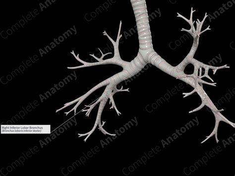 Right Inferior Lobar Bronchus | Complete Anatomy