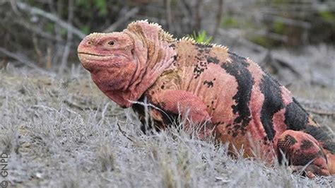 Pink Iguana – Galapagos Islands – Happy Gringo Travel