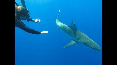 Shark Diving on the North Shore of Hawaii by Hawaii Eco Divers - YouTube