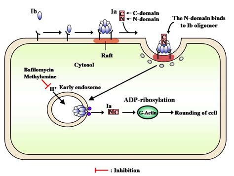 Toxins | Free Full-Text | Clostridium perfringens Iota-Toxin: Structure and Function | HTML