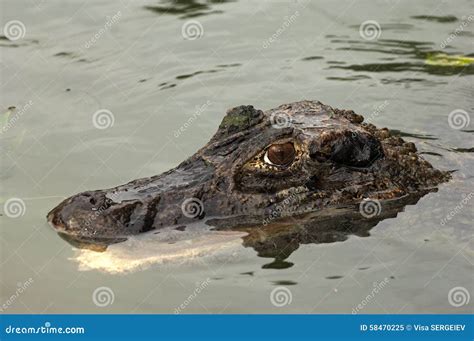 Black Caiman (Melanosuchus Niger) Stock Image - Image of crocodile, alligator: 58470225