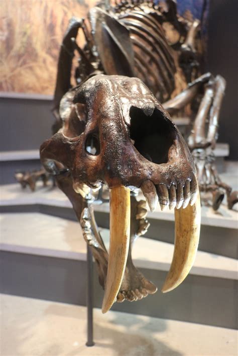 Smilodon fossil | A fossil of Smilodon californicus (fatalis… | Flickr