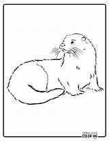 Otter Coloring Pages Free PDF Printables  Simply Love sketch template