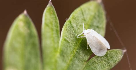 Whitefly Control, How to Kill Whiteflies | Trifecta Natural