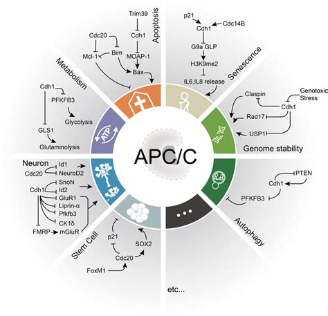 Insights into APC/C: from cellular function to diseases and therapeutics | Cell Division | Full Text