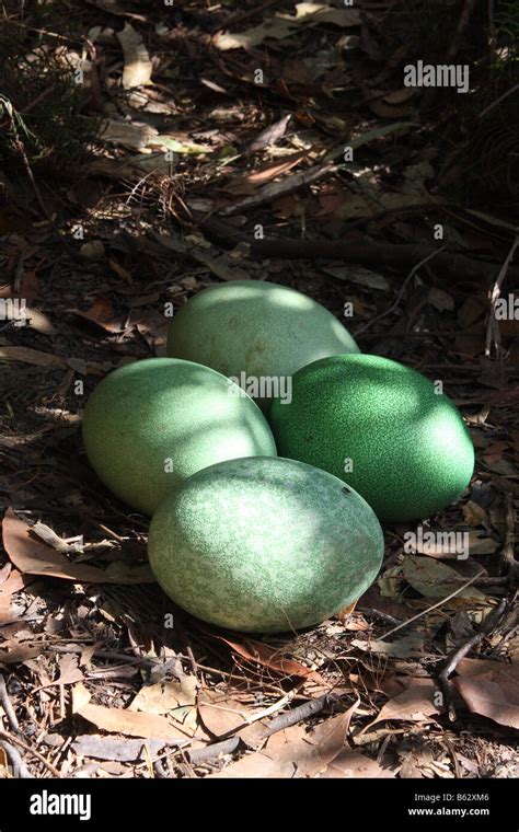 Cassowary egg hi-res stock photography and images - Alamy