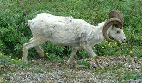 Denali National Park Wildlife: These Are the Animals You Can See in the Park