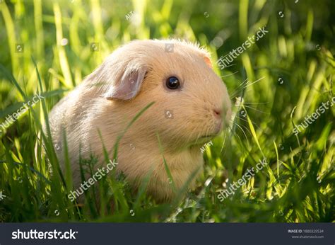 8,366 Pig Eating Grass Images, Stock Photos & Vectors | Shutterstock