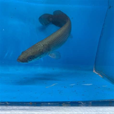 arapaima gigas for sale - Exotic Fish Shop - 774-400-4598