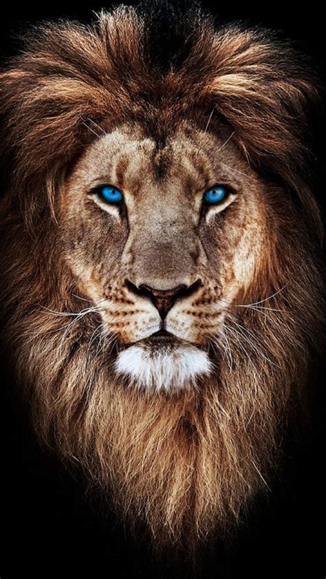 Download Lion Head With Blue Eyes Wallpaper | Wallpapers.com