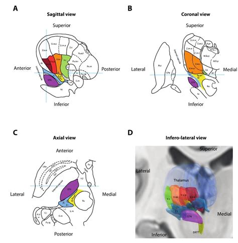 Thalamus Anatomy