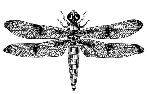 Free Dragonfly Drawings, Download Free Dragonfly Drawings png images, Free ClipArts on Clipart ...