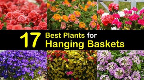 17 Best Plants for Hanging Baskets