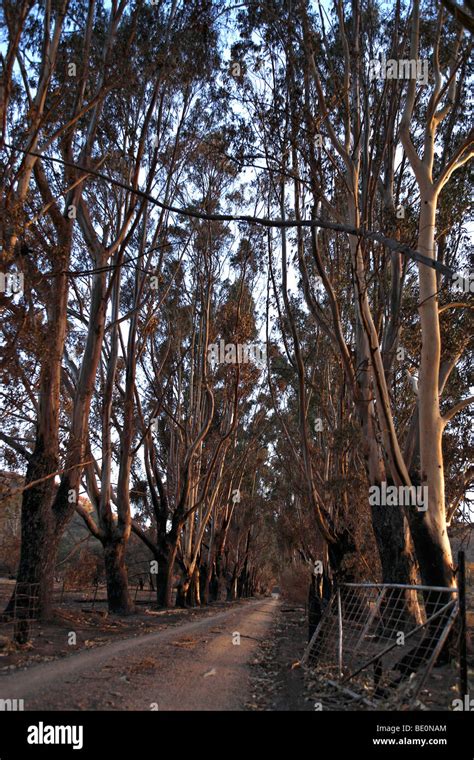 Black Saturday fires Aftermath Yea Victoria Australia 2009 Stock Photo - Alamy