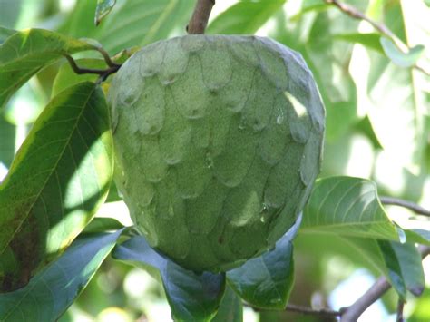 Exotic Fruit Trees: Cherimoya / Custard Apple