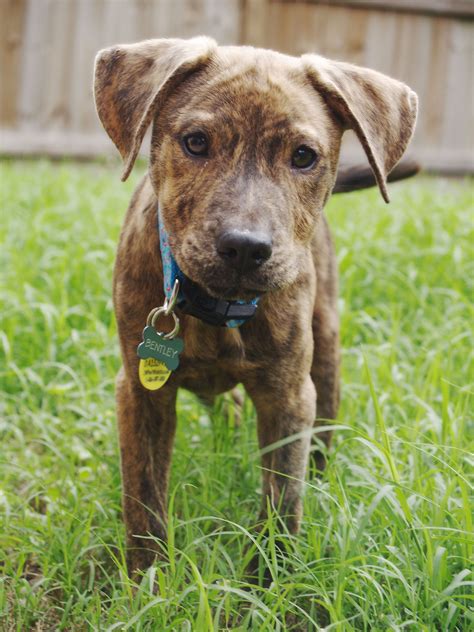 My sweet little black-mouthed cur. #blackmouthcurdog | Puppy paws, Mountain cur dog, Pitbull puppies