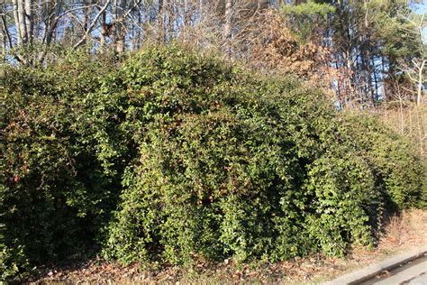 Thorny Olive (Invasive Exotic Plants of North Carolina) · iNaturalist.org