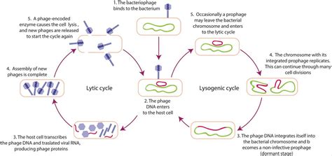 Lytic and lysogenic cycle for bacteriophages