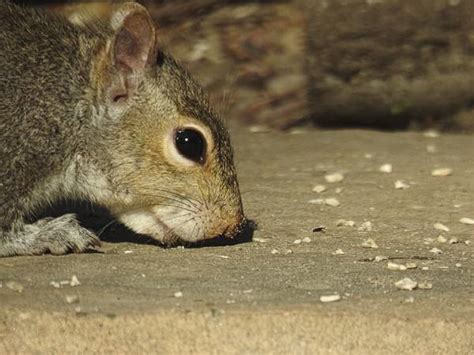 Is There A Seed Squirrels Won't Eat? - Birdseed & Binoculars