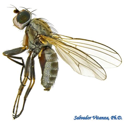 Diptera-Canacidae-Pelomyia-Flies FEMALE (A) - Urban Programs - El Paso ...