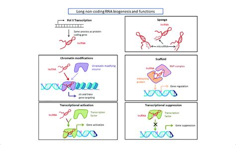 | Long non-coding RNA biogenesis and functions. Long non-coding RNAs... | Download Scientific ...