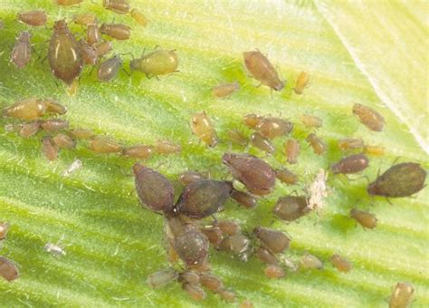 Crop pests more widespread than previously known - Grain Central