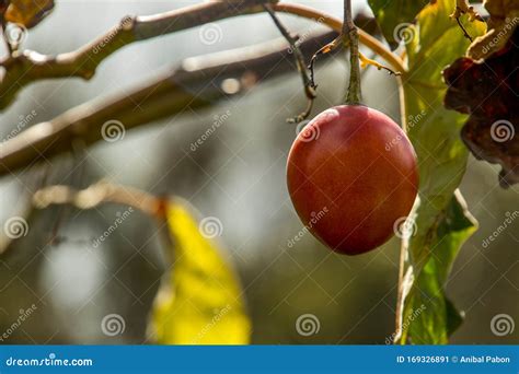 Tamarillo Tree, Fresh Fruit is Known Tamarillo in the Garden Stock ...