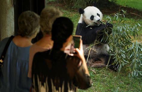 US National Zoo bids farewell to pandas as government shutdown looms