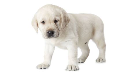 White Labrador - A Complete Guide To This Wonderful Dog