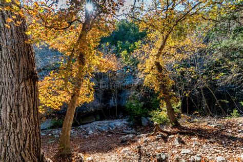 Fall Foliage at Lost Maples State Park in Texas. Stock Photo - Image of babbling, change: 86063390