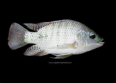 Nile Tilapia (Oreochromis niloticus) | MegaFishingThailand