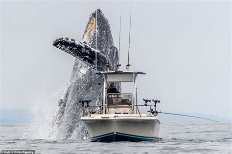 Flip me! Giant humpback leaps from the sea as fisherman in small boat looks on agog | Daily Mail ...