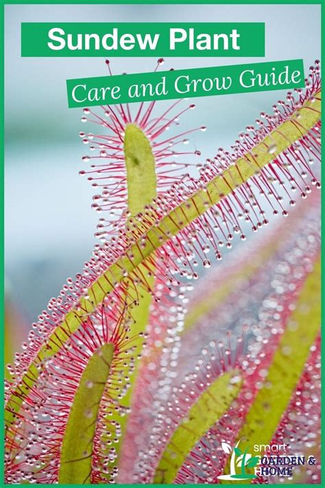 Sundew Plant Care and Grow Guide | Sundew plant, Carnivorous plants ...