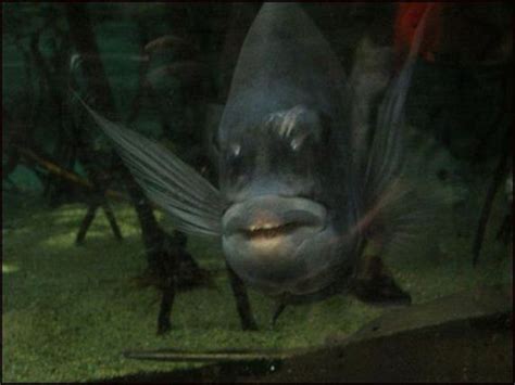 The Fish with Human Face Expressions - Barnorama