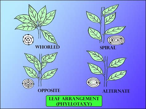 In a spiral phyllotaxy, the number of leaves at each node isA. OneB ...