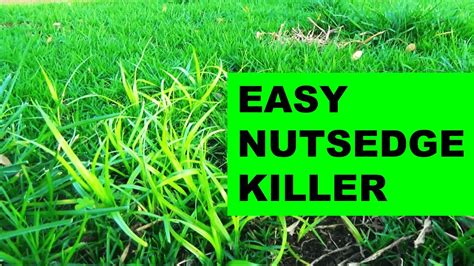 How To Get Rid Of Nutgrass In My Garden - Garden Likes