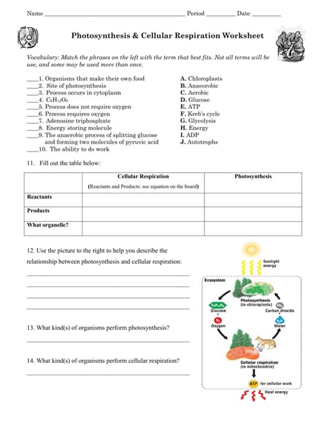 Printables of Photosynthesis And Cellular Respiration Worksheet Key ...