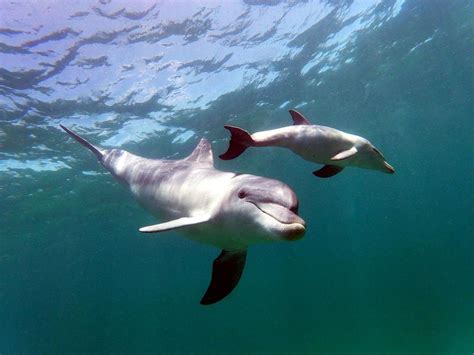 33 Baby Dolphin Facts That Make Us Go ‘Awww’ | Always Pets