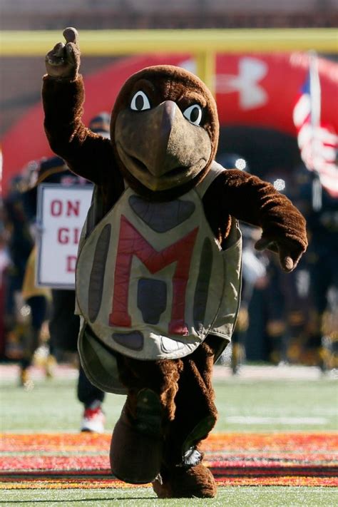 Mascot Monday: University of Maryland Terrapins | Surviving College ...