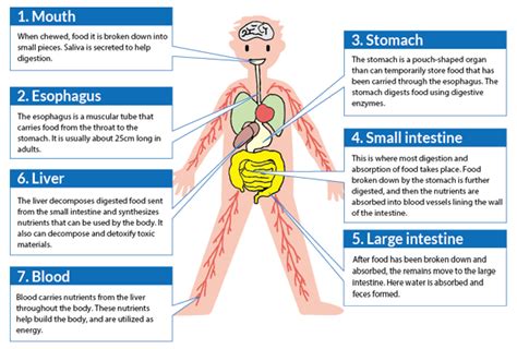 The role of nutrients and nutrient consumption | Otsuka Pharmaceutical ...