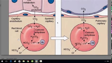 chloride acid base balance – acid and base balance – G4G5