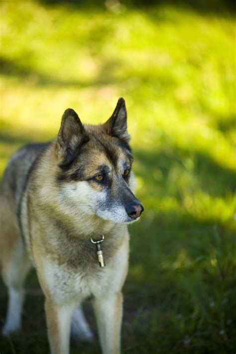 The German Shepherd Husky Mix (a.k.a Gerberian Shepsky) – all you need to know - Animalso